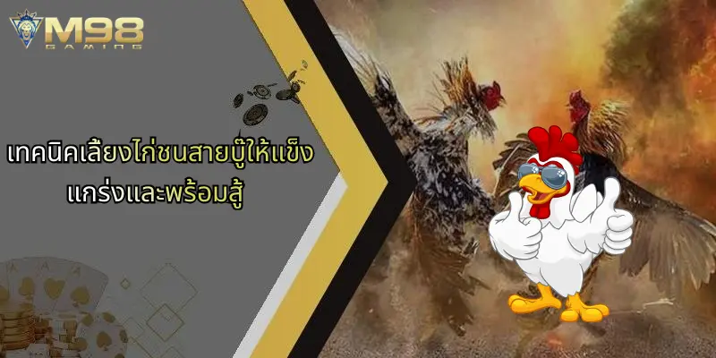 เทคนิคเลี้ยงไก่ชนสายบู๊ให้แข็งแกร่งและพร้อมสู้